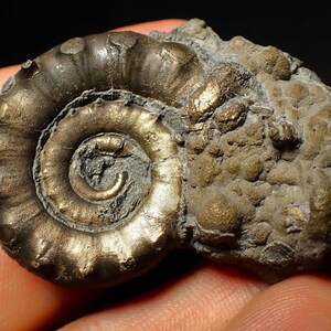 May include: A fossilized ammonite with a golden pyrite coating. The ammonite is curled in a spiral shape and has a rough, textured surface.