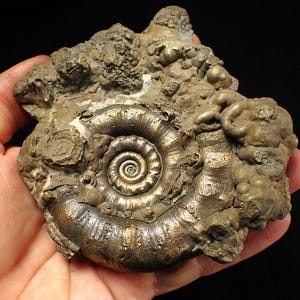 May include: A fossilized ammonite shell with a spiral pattern, encased in a rough, textured matrix. The shell exhibits a metallic sheen, with shades of gold and bronze. The surrounding rock is a mix of brown and gray.