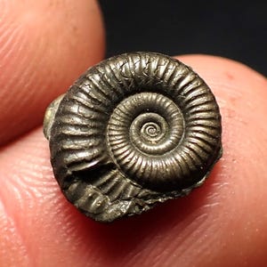 Puede incluir: Un fósil de concha de amonita, que muestra un patrón en espiral. La concha es de color gris metálico oscuro, con crestas visibles y un diseño concéntrico detallado. El fósil está en la mano de una persona.