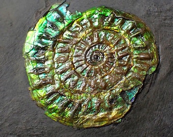 Green iridescent Caloceras display ammonite fossil 36mm