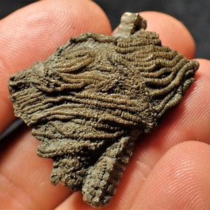 Pentacrinites Crinoid Head Fossil (35mm) - Jurassic Coast UK