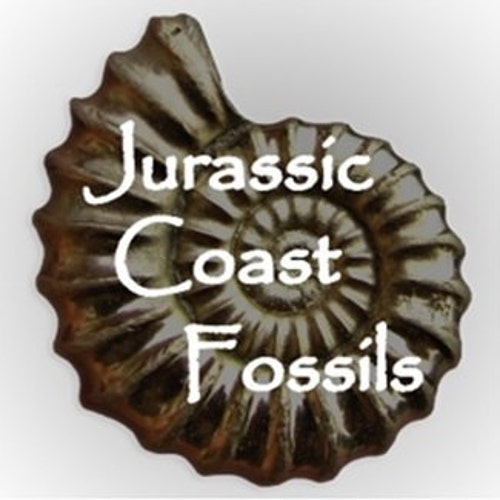 大型の虹色アンモナイト化石：Caloceras johnstoni、イギリスの