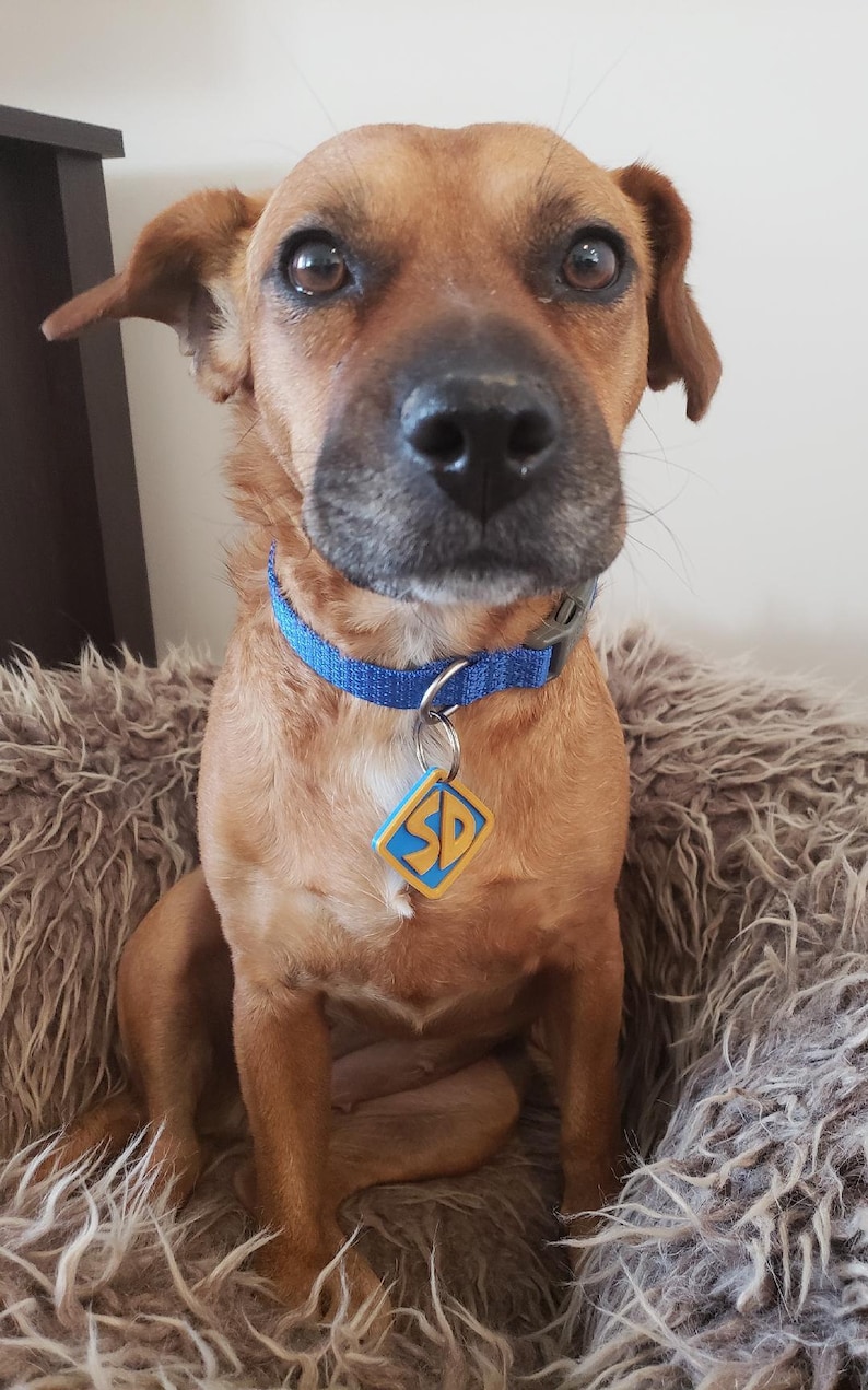 Scooby Doo Dog Collar Tag Scooby-Doo Scooby Collar | Etsy