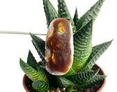 Belle Agate de feu en pendentif