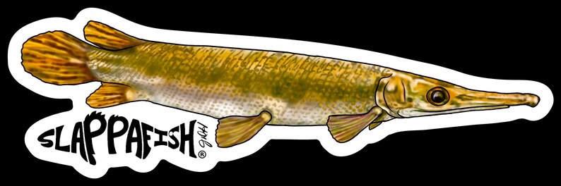 Baby Alligator Gar Sticker, 2 Pack, 5 Inch, UV Resistant - Etsy