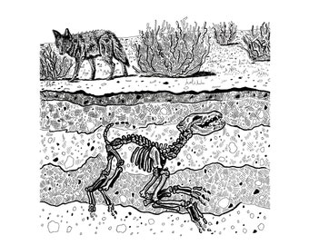 Coyote Skeleton - Etsy