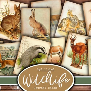 Carte del diario della fauna selvatica britannica d'epoca, carte ATC, forniture di riviste effimere e spazzatura, mini carte, fiori, tagli pignoli di creature