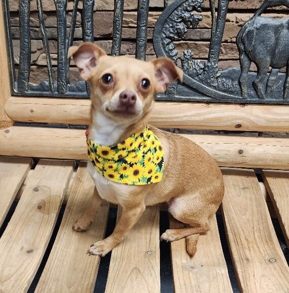Slide on online dog bandana