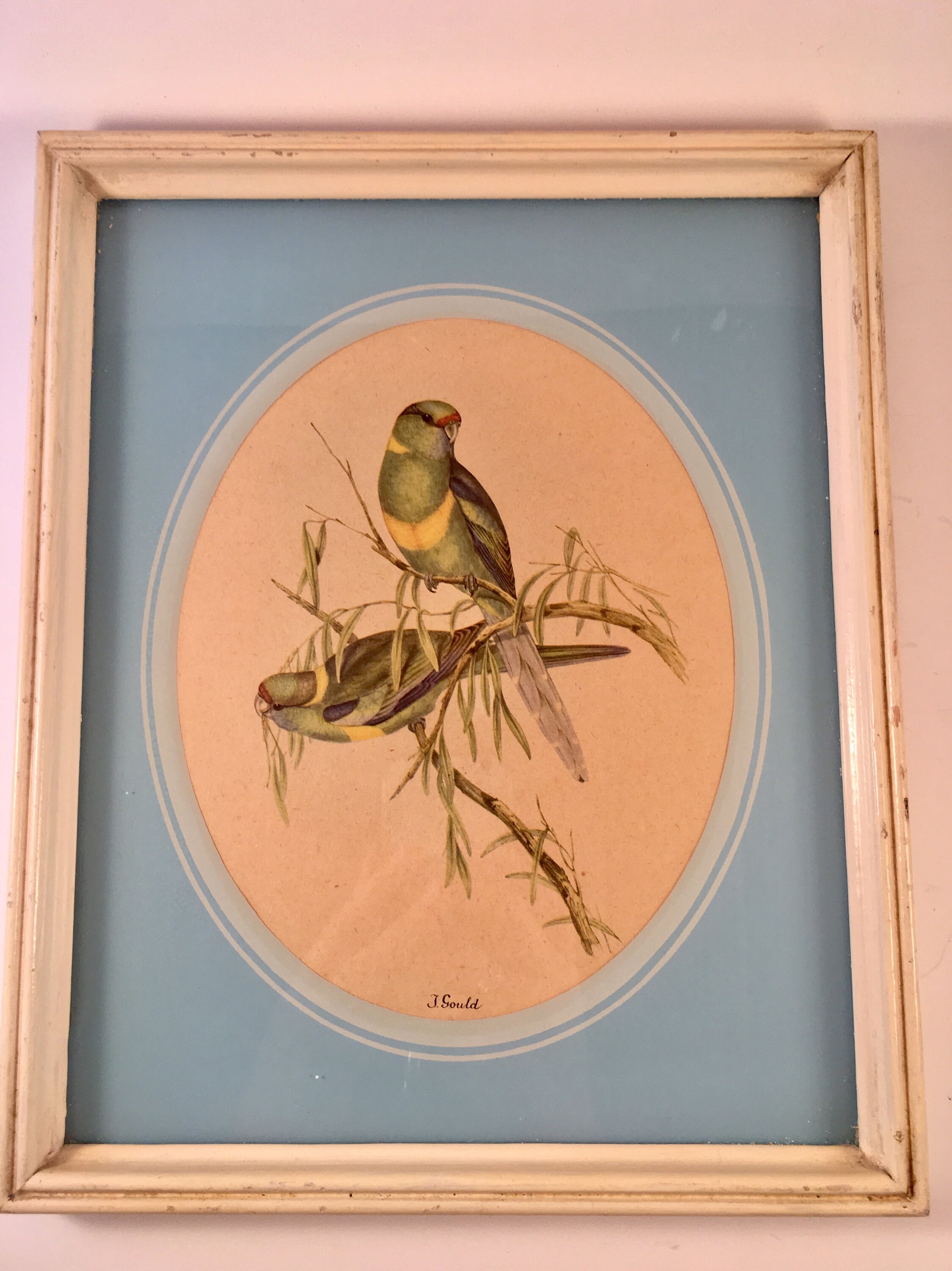 Pair of Framed Vintage J. Gould Bird Prints Circa 1930s Etsy