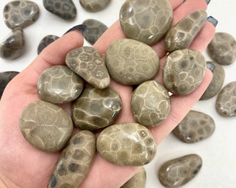 Petoskey Stone Tumble, Tumbled Petoskey Stone, Michigan Petoskey Stone, P-51