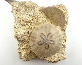 Polished Fossilized Sand Dollar