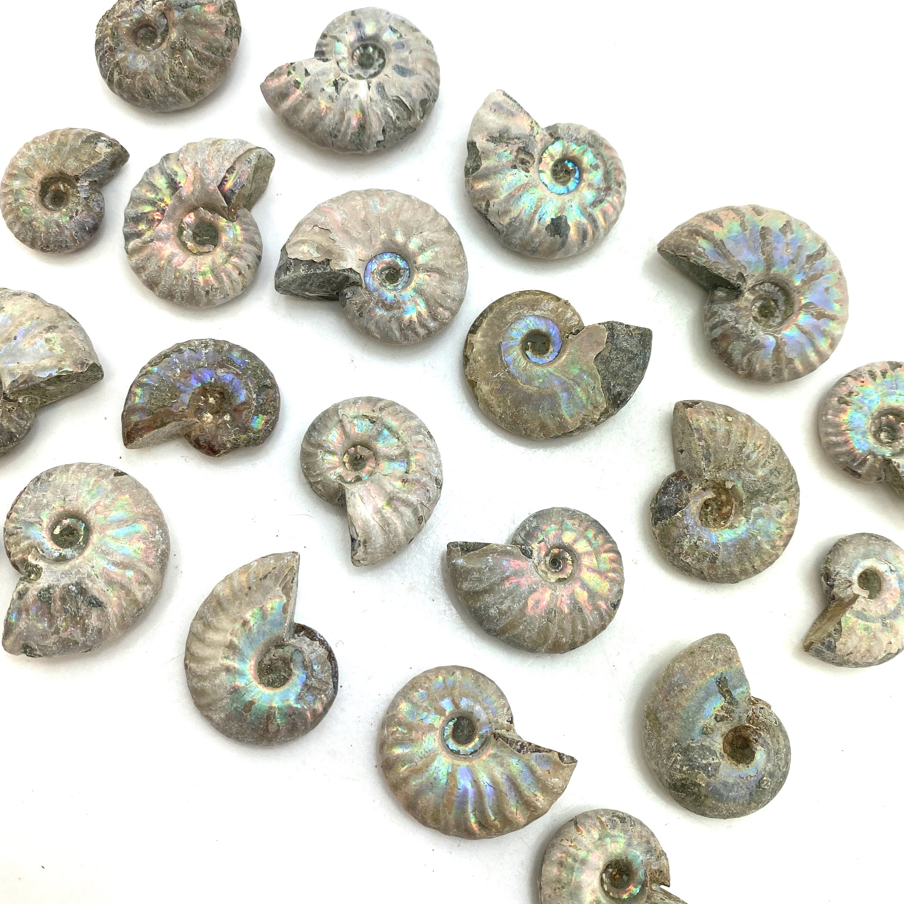 Iridescent Ammonite, MINI Rainbow Ammonite, Small Iridescent Ammonite…