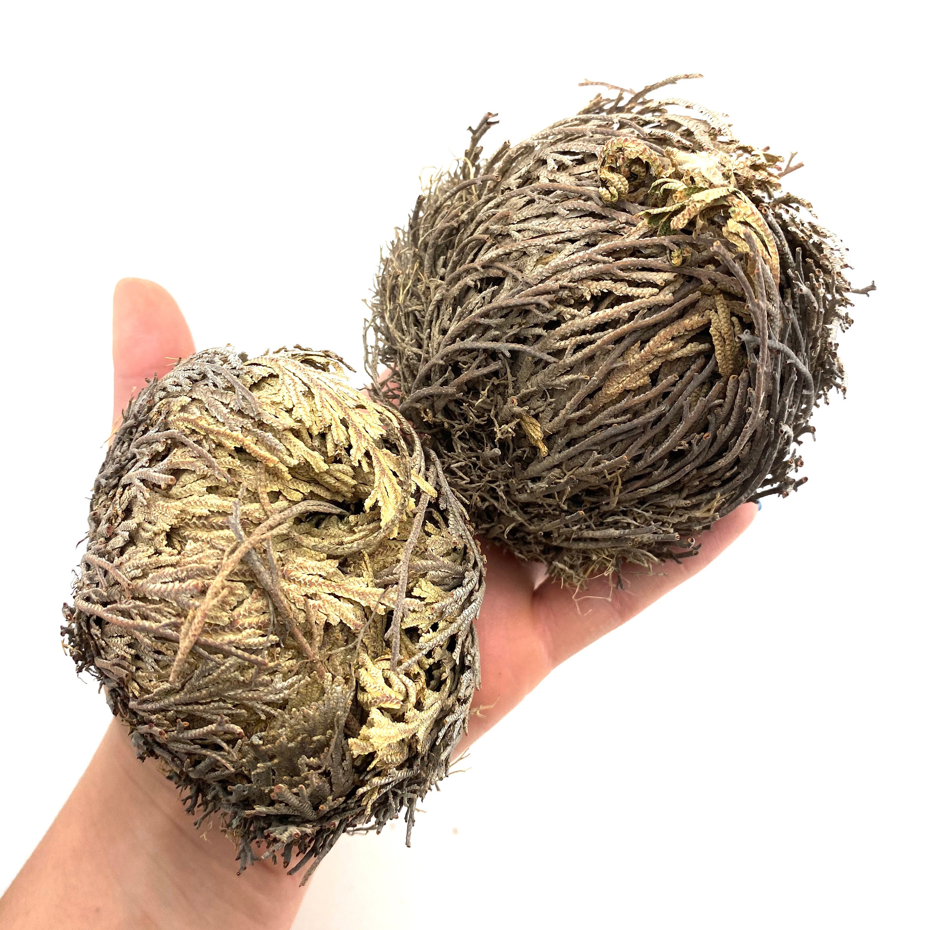 Rose of Jericho, Large Size, Jericho Flower, Jericho Rose