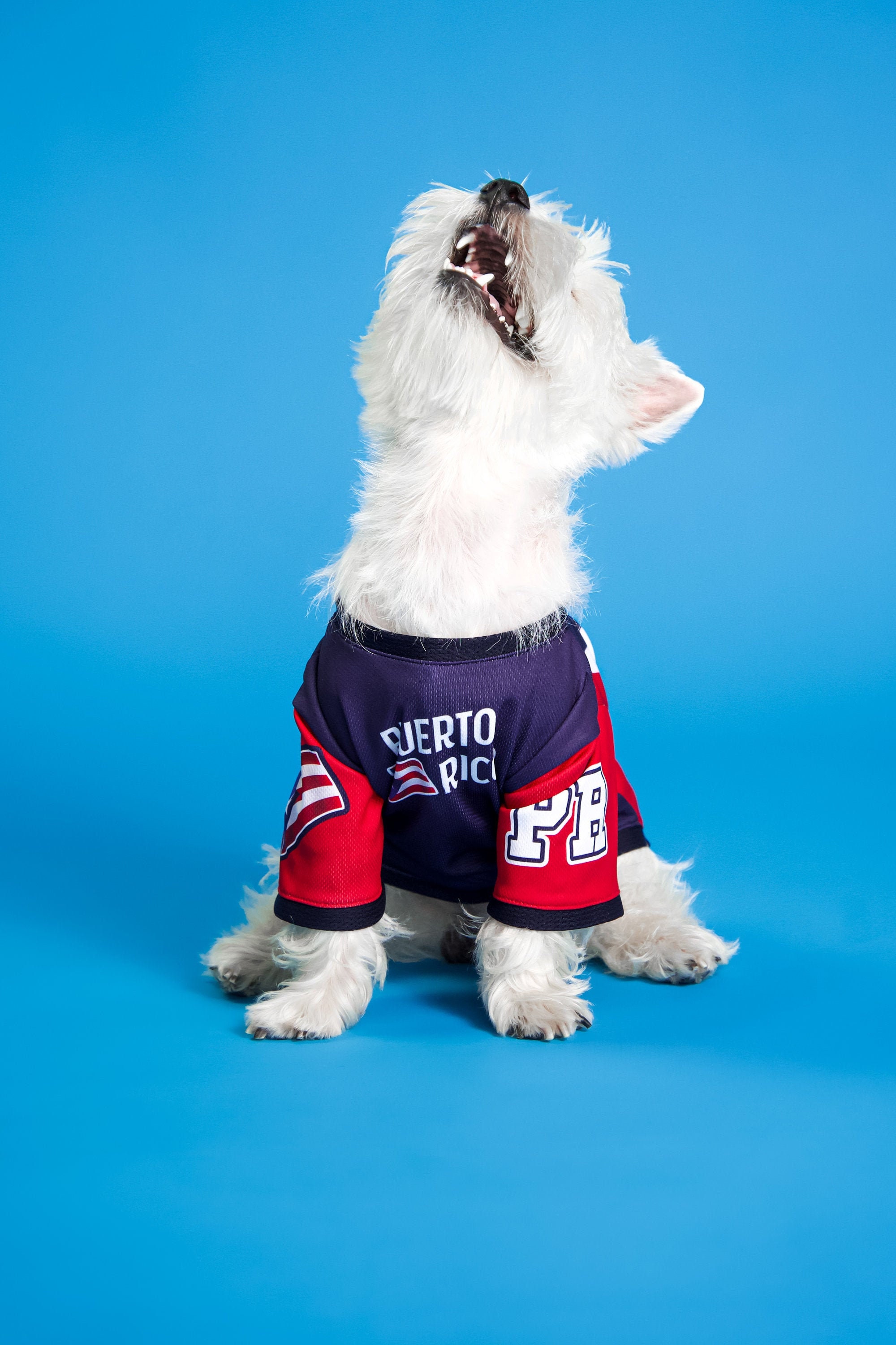 New York Rangers  Pet Products at Discount Pet Deals