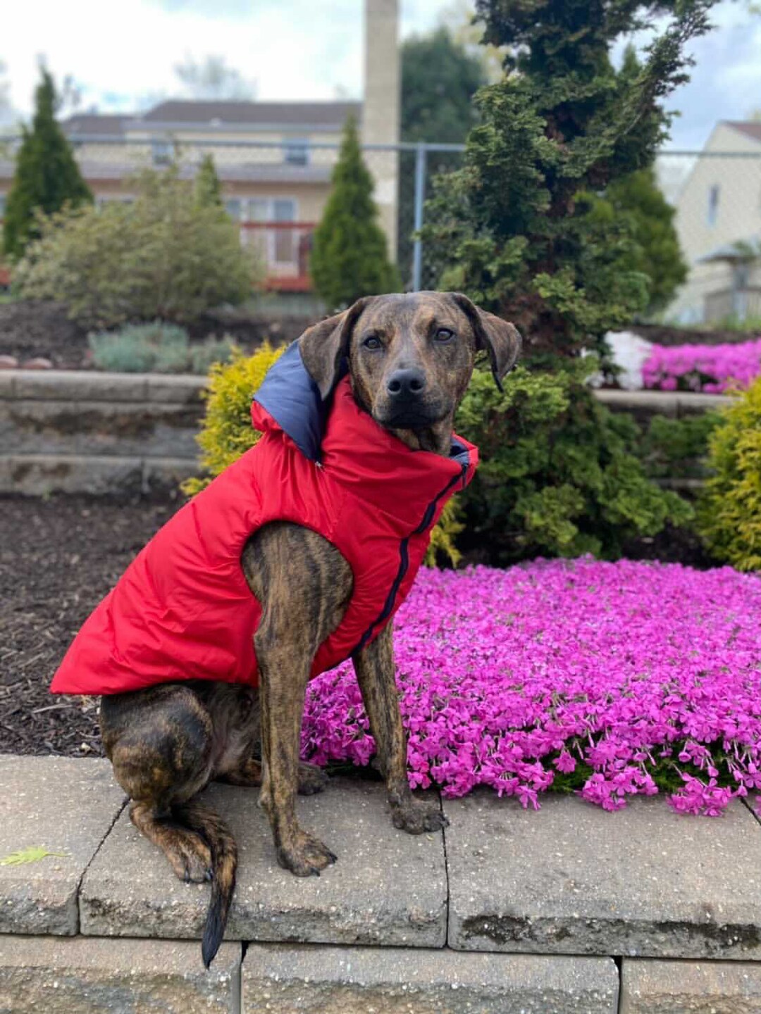 Style Warm Outdoor Dog Jacket Etsy