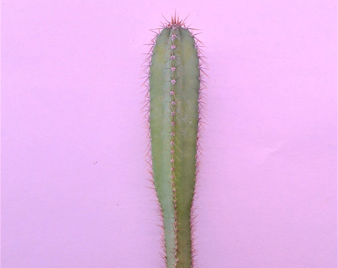 Peruvian Apple Cactus, 7 Inches, Cereus Repandus, Cactus Plants Etsy