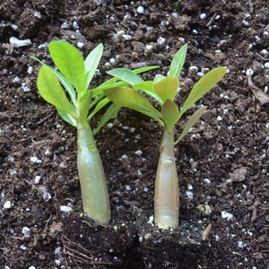 Desert Rose Live Plants, 2 Pack,  Adenium Obesum, Mixed Color Blooms, Bulk Plants, White, Pink, Red Blooms, Young Seedlings