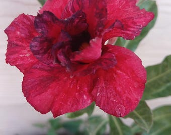 Desert Rose, #234, Grafted Adenium Obesum, Rosa Del Desierto, Live Plant, Red