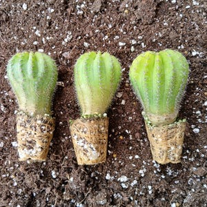 3pk, Echinopsis Cactus, 2in Plant, Succulent/Cactus