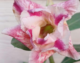 Desert Rose, #238, Grafted Adenium Obesum, Rosa Del Desierto, Live Plant, Pink