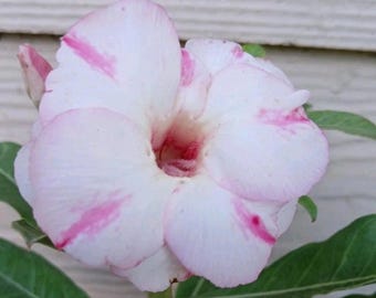 Desert Rose, #219, Grafted Adenium Obesum, Rosa Del Desierto, Live Plant, White Pink