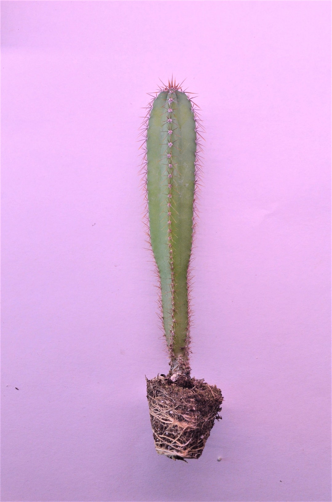 Peruvian Apple Cactus 7 Inches Cereus Repandus Cactus Etsy