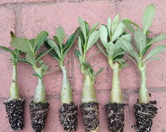 Desert Rose Live Plant, 6 Pack, Multi Branch, 5-8 inches, Adenium Obesum, Mixed Color Blooms, Bulk Plants, White, Pink, Red Blooms