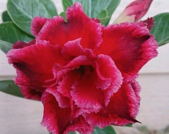 Desert Rose, #215, Grafted Adenium Obesum, Rosa Del Desierto, Live Plant, Red