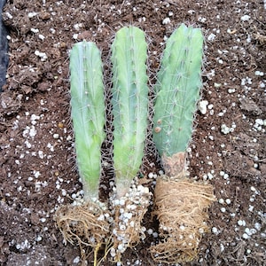 3pk &#39;Gray Ghost Organ Pipe&#39; Stenocereus Pruinosis, Cactus
