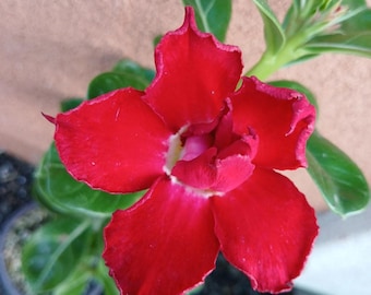 Desert Rose, #D2, Adenium Obesum, Rosa Del Desierto, Live Plant, Red