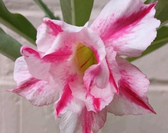 Desert Rose, #236, Grafted Adenium Obesum, Rosa Del Desierto, Live Plant, Pink
