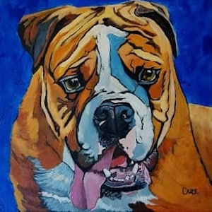 May include: A close-up portrait of a brown and white bulldog with a pink tongue sticking out. The dog has a serious expression with large, dark eyes. The background is a solid blue.