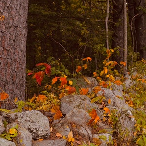 Autumn in New England