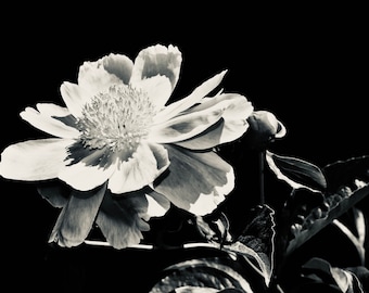 Black & white peony, white flower