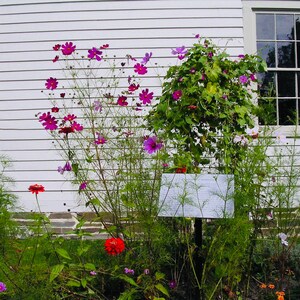 Floral print, White building print, Floral photograph, White building photograph