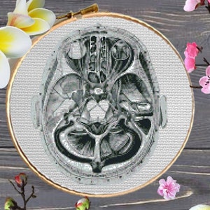 Black and white anatomy of the skull, the brain from inside, the structure of the skull, brain, medical science, Anatomical, Anatomy