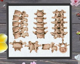 Vertebral bones, The structure of the vertebra Cross Stitch Pattern, Anatomical, Anatomy, Medical Cross Stitch, medical science, Black white