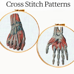 Anatomisch handborduurpatroon (PDF), borduurschema van de spieren van de menselijke hand, medische anatomie, gotisch borduurwerk, direct te downloaden.
