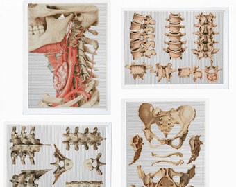Anatomy Cross Stitch Patterns PDF Bundle, Gothic Skeleton Embroidery Set, Dark Academia Counted Cross Stitch Download, Embroidery Set of 6