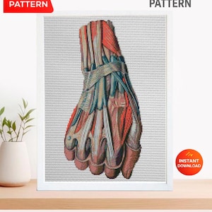 Hand Muscle Anatomy Cross Stitch Pattern PDF, Human Arm Muscular System Embroidery Design, Medical Student Wall Art Instant Download