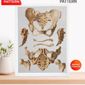 Vintage bäckenanatomi korsstygnsmönster PDF, mänskligt höftben broderidiagram, antik medicinsk illustrationskonst, ortopedisk gåva, omedelbar