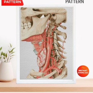 May include: A cross stitch pattern PDF featuring a detailed anatomical illustration of a human skull and cervical spine in profile. The design displays beige bone structures, red arteries, and light blue tissue elements on a white grid background.