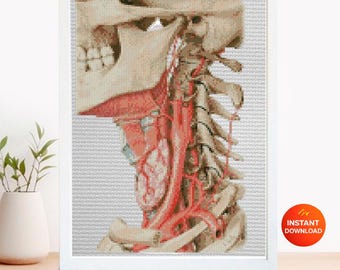 May include: A cross stitch pattern PDF featuring a detailed anatomical illustration of a human skull and cervical spine in profile. The design displays beige bone structures, red arteries, and light blue tissue elements on a white grid background.