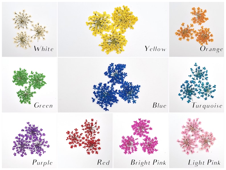 May include: A grid of colorful dried flowers in white, yellow, orange, green, blue, turquoise, purple, red, bright pink, and light pink. Each color is labeled with its name in a handwritten font. The flowers are arranged in small clusters.