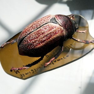 Large Cockchafer Beetle sculpture, scarab, gift for insect lovers, beetle figurine, pre order statue, beetle art, packaged in a wooden box