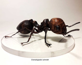 Ant figurine, gift for insect lovers, detailed ant wooden sculpture, handmade statue, insect collectible, ant art