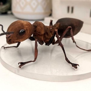 Ant figure, gift for insect lovers, detailed ant wooden sculpture, handmade statue, insect collectible, Naturalistic Ant, Animal artworks