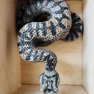 Original Handmade Snake Sculpture, Detailed Unique Snake, Realistic Reptilian Artwork, Hand crafted snake, Wooden Snake Sculpture