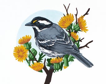 Black-Throated Gray Warbler