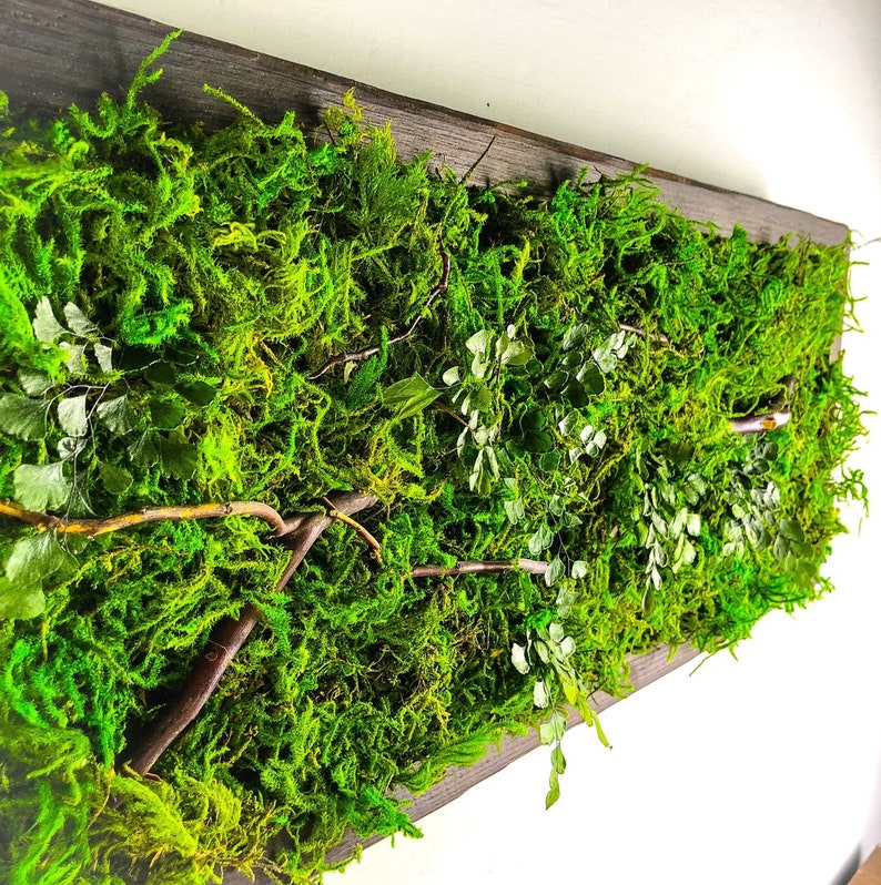 Moss Wall Hanging Large Wall Art Hanging Real Plant No Care Etsy